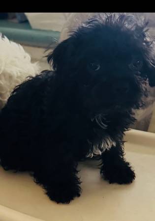 Puppy (Las Vegas)63907185419778120