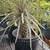 Pachypodium Geayi, Silver Madagascar Palm affordable 4 thumbnail