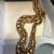 Ball pythons 2 thumbnail