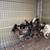 Chicks 3 thumbnail