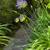 Dwarf Agapanthus🪻 6 thumbnail