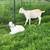 Goats - Yearling Does 3 thumbnail