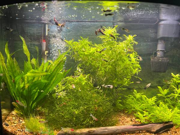 Guppies Looking for New Tanks – Wallkill / Shawangunk (Shawangunk)64306349261442121