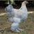I’m looking for Giant Brahma Hens 1 thumbnail