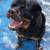 Pet care/ boarding 13 thumbnail