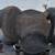saddle seat 5 thumbnail