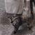 Tortoise shell kitten 1 thumbnail