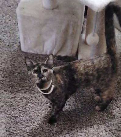 Tortoise shell kitten 1