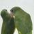 Canary wing 2 thumbnail