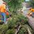 Tree removal/ tree service/ land clearing 3 thumbnail