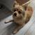 Found small female dog off of Del Paso Blvd 2 thumbnail