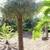 Carnauba Wax Palms ///// COPERNICIA prunifera 1 thumbnail