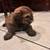Shi Tzu Puppies for sale 1 thumbnail