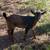 Baby Goats! 2 thumbnail
