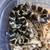 Female California King Snake 1 thumbnail