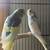 Baby parakeets 1 thumbnail