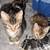 Kittens for rehoming 2 thumbnail