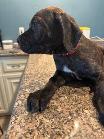 Cane Corso - $163622362445315122