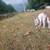 Giving away white pitbull 5 thumbnail