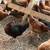 Hens 8 thumbnail