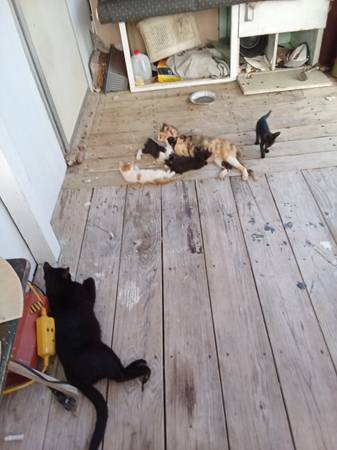 Lots of kittens! (Belton)63839343646211123