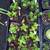 Cacti and Succulents !!! 5 thumbnail