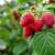 Raspberry Plants 1 thumbnail