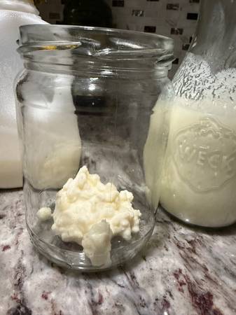 LIVE KEFIR GRAINS/BÚLGAROS 1