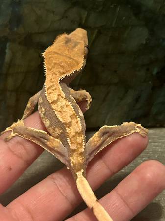 Gecko (Downey)63869928950913120