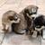 Siberian Husky Puppies 3 thumbnail