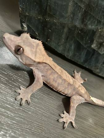 Gecko (Downey)63870036817025121