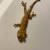 Baby Crested geckos 1 thumbnail