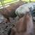 Steer 2 thumbnail