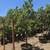 Trees, Shade! Chinese pistache 'KD' 21 thumbnail