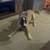 German Shepherd Husky Mix 3 thumbnail
