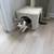 Kitten 4 thumbnail