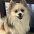 Pomeranian Male 4 thumbnail