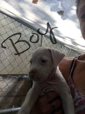 Bulldog puppies (Kingsland ga)63682121356931121