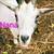 Goat herd sellout-Nigerian Dwarf, 1 mini alpine 7 thumbnail