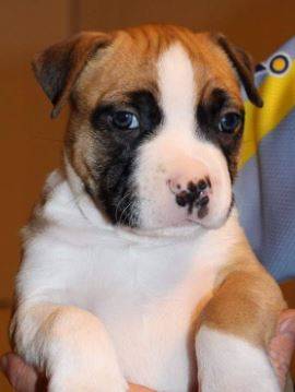 9WeekOLD BoxersPups- 1