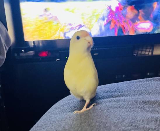 one legged kakariki 1