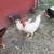 Roosters 7 thumbnail