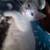 Kittens for small rehoming fee 2 thumbnail