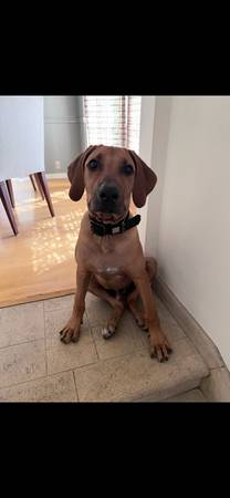 Reubicación de un cachorro de Rhodesian Ridgeback de 5 meses (West Hollywood)63932506625282121
