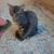 kittens 1 thumbnail