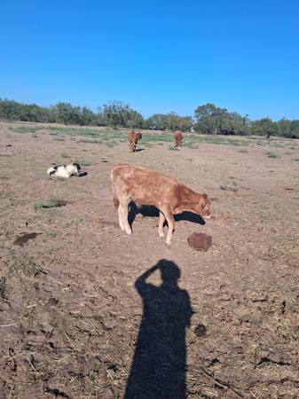 Beefmaster bull for sale 1