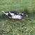 Muscovy drakes 2 thumbnail
