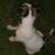 Black and White pitbull/Australian Shepherd Pitbull Mix 2 thumbnail
