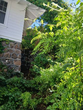 Tree removal for fallen trees 1