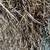 *** Eastern Orchard Grass. OverStock Sale  While Supplies Last 2 thumbnail